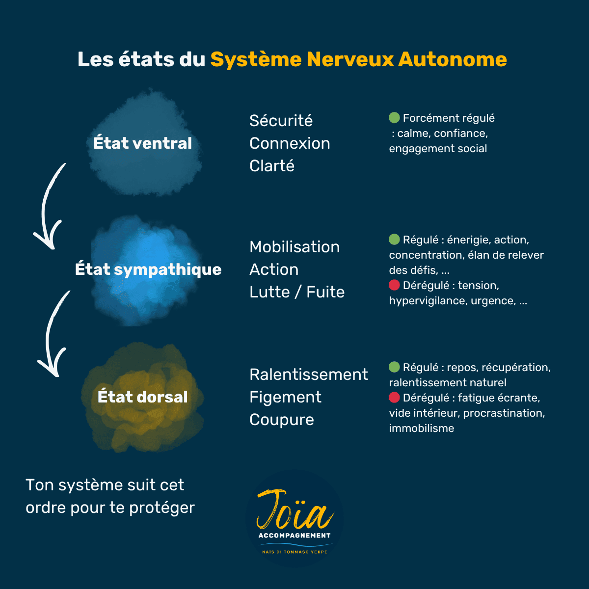 🧬 Système Nerveux Autonome (SNA) : comprendre les blocages inconscients, l’hypervigilance et la procrastination 2 Schéma états système nerveux autonome ventral sympathique dorsal