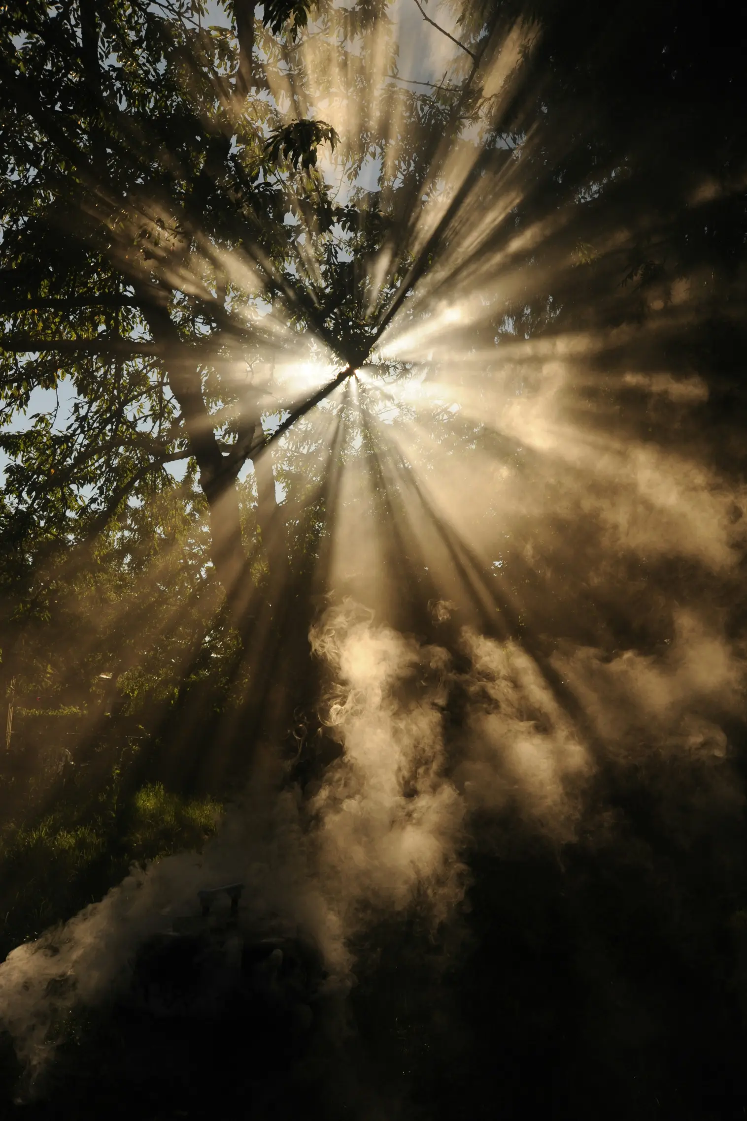 Thérapie Intelligence Relationnelle Visio, Lyon (IR ®) 4 Rayons de soleil à travers les arbres, image de clarté après régulation du système nerveux